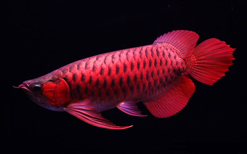 "Hái ra tiền" với những loài "thủy quái" hiếm, độc, lạ ở miền Tây - 12