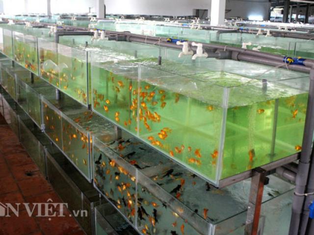 Thị trường - Tiêu dùng - "Đột nhập" trang trại cá cảnh "triệu đô" xuất ngoại giữa Sài thành