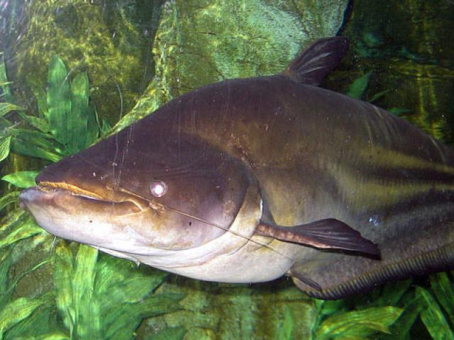 Thị trường - Tiêu dùng - "Hái ra tiền" với những loài "thủy quái" hiếm, độc, lạ ở miền Tây