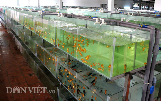 &#34;Đột nhập&#34; trang trại cá cảnh &#34;triệu đô&#34; xuất ngoại giữa Sài thành - 2