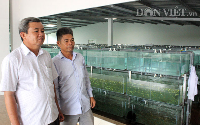 "Đột nhập" trang trại cá cảnh "triệu đô" xuất ngoại giữa Sài thành - 3