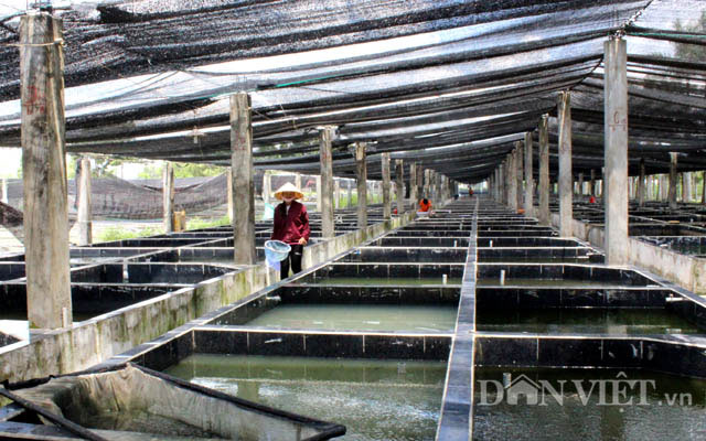 "Đột nhập" trang trại cá cảnh "triệu đô" xuất ngoại giữa Sài thành - 4