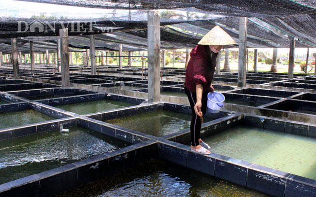 "Đột nhập" trang trại cá cảnh "triệu đô" xuất ngoại giữa Sài thành - 5