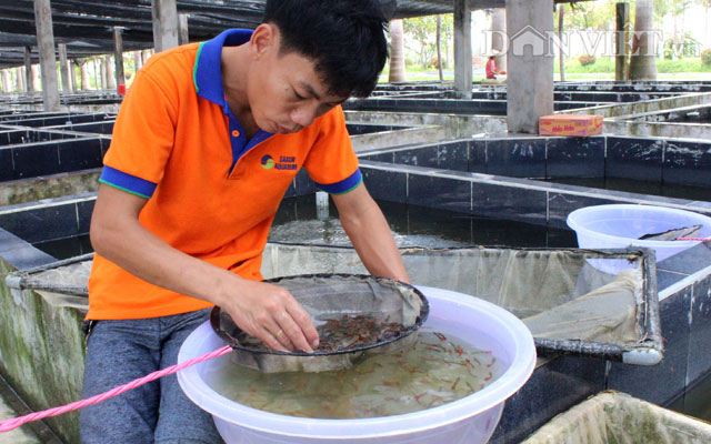 "Đột nhập" trang trại cá cảnh "triệu đô" xuất ngoại giữa Sài thành - 6