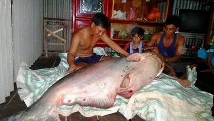 "Hái ra tiền" với những loài "thủy quái" hiếm, độc, lạ ở miền Tây - 6