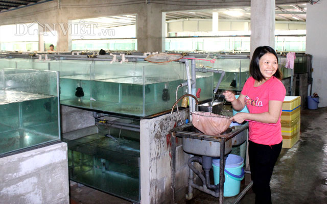 "Đột nhập" trang trại cá cảnh "triệu đô" xuất ngoại giữa Sài thành - 7