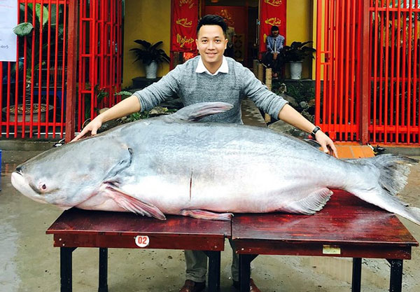 "Hái ra tiền" với những loài "thủy quái" hiếm, độc, lạ ở miền Tây - 7