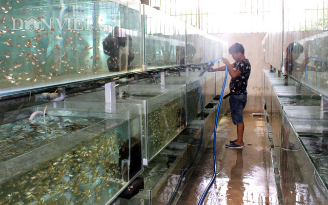 "Đột nhập" trang trại cá cảnh "triệu đô" xuất ngoại giữa Sài thành - 8