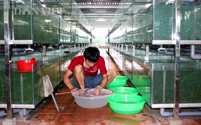 "Đột nhập" trang trại cá cảnh "triệu đô" xuất ngoại giữa Sài thành - 9