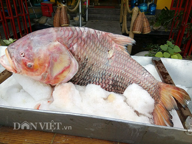 "Hái ra tiền" với những loài "thủy quái" hiếm, độc, lạ ở miền Tây - 9