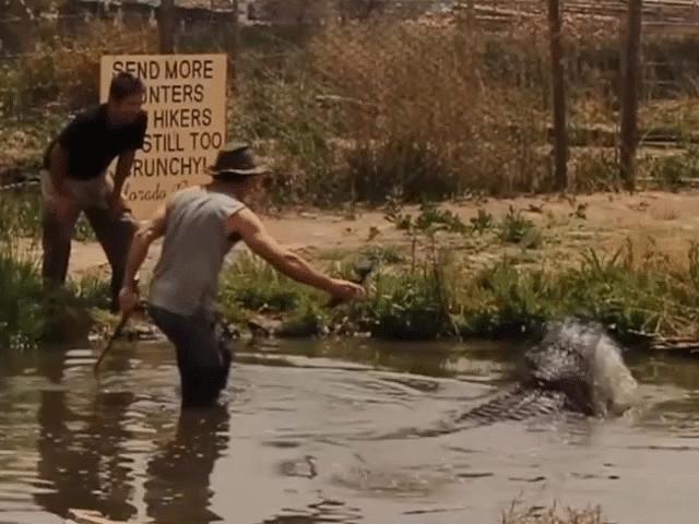 Suýt mất cánh tay vì livestream ngay gần cá sấu khổng lồ