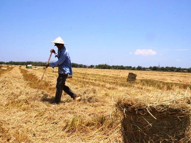 Thị trường - Tiêu dùng - Rơm “cháy hàng”, 1 sào rơm gần bằng 1 tạ lúa, thương lái săn lùng