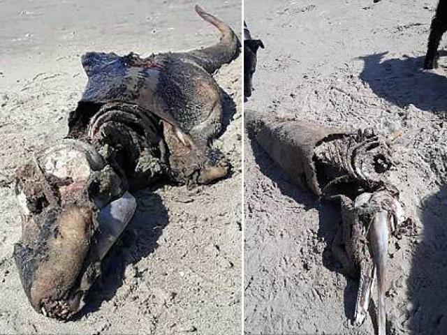 Phi thường - kỳ quặc - Xác quái vật bí ẩn trôi dạt vào bờ biển Anh quốc
