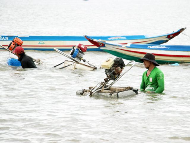 Thị trường - Tiêu dùng - Không mất tiền, dân Đất Mũi tranh nhau khai thác nghêu giống