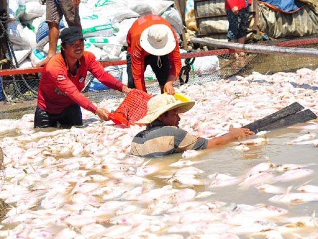 Thị trường - Tiêu dùng - Nóng tuần qua: Cá chết bán rẻ như cho, xăng dầu tăng giá mạnh