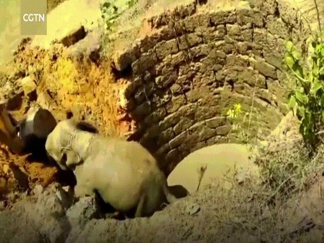 Cả làng giải cứu chú voi bị rơi xuống giếng nước