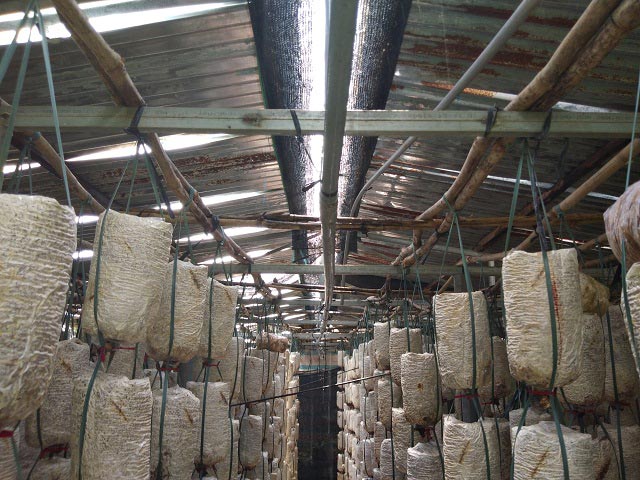 Bỏ tiêu chết, mạo hiểm trồng nấm, người phụ nữ thu gần nửa tỷ - 1