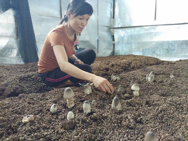 Bỏ tiêu chết, mạo hiểm trồng nấm, người phụ nữ thu gần nửa tỷ - 2