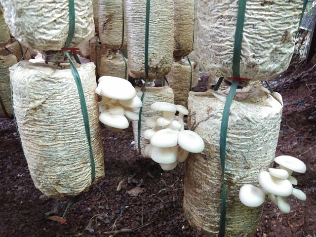 Bỏ tiêu chết, mạo hiểm trồng nấm, người phụ nữ thu gần nửa tỷ - 3