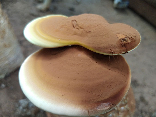 Bỏ tiêu chết, mạo hiểm trồng nấm, người phụ nữ thu gần nửa tỷ - 4