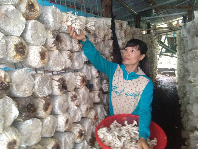 Bỏ tiêu chết, mạo hiểm trồng nấm, người phụ nữ thu gần nửa tỷ - 5