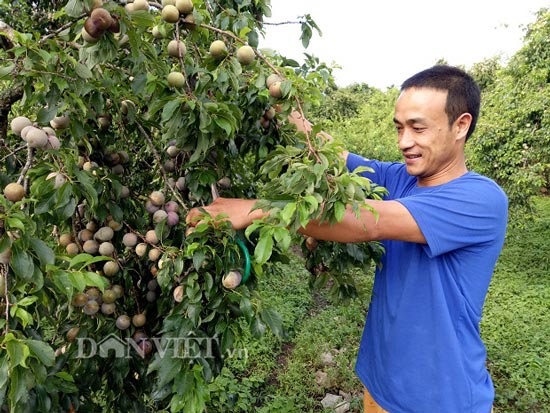 Chăm mận hậu bán cả vườn, lãi 200 triệu/năm - 1
