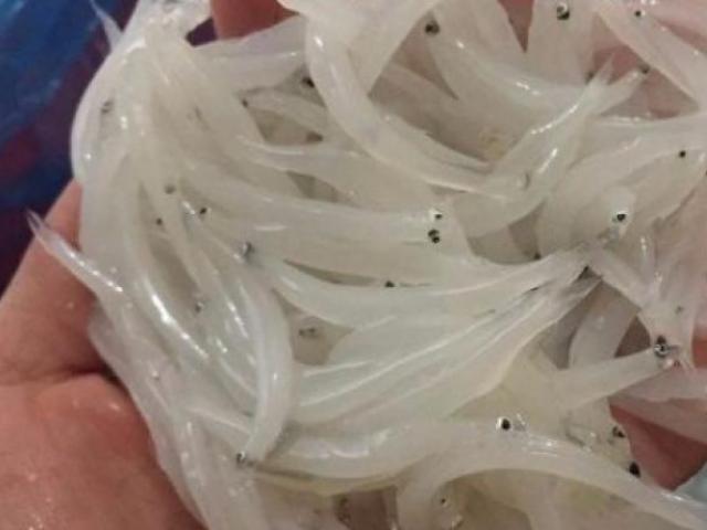 Thị trường - Tiêu dùng - Vì sao cá ngần vừa bé vừa đắt gấp đôi thịt vẫn được "vạn người mê"?