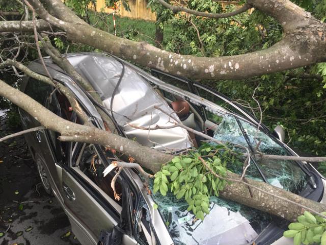 Tin tức trong ngày - Ô tô bẹp dúm vì họa “trên trời”, tài xế thoát chết trong gang tấc