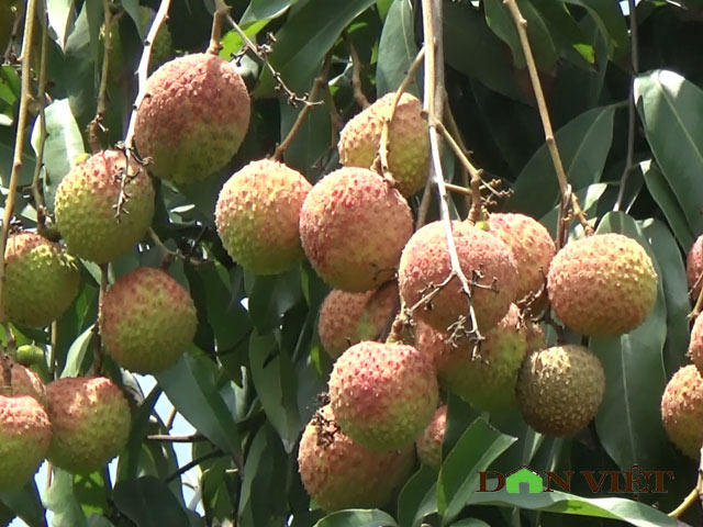 Giá vải chín sớm chỉ còn 16.000 đ/kg, quả &#34;cháy&#34; trên cây vì ế ẩm - 1
