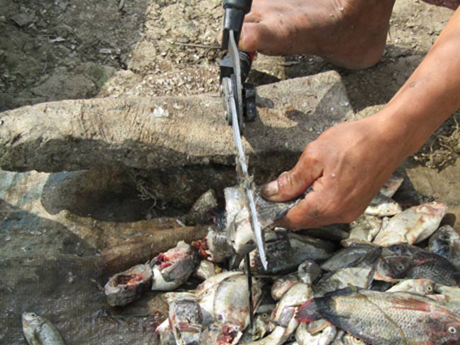 Nuôi cá lóc bông, nhà nông trúng đậm, 6 tháng lãi 250 triệu - 4