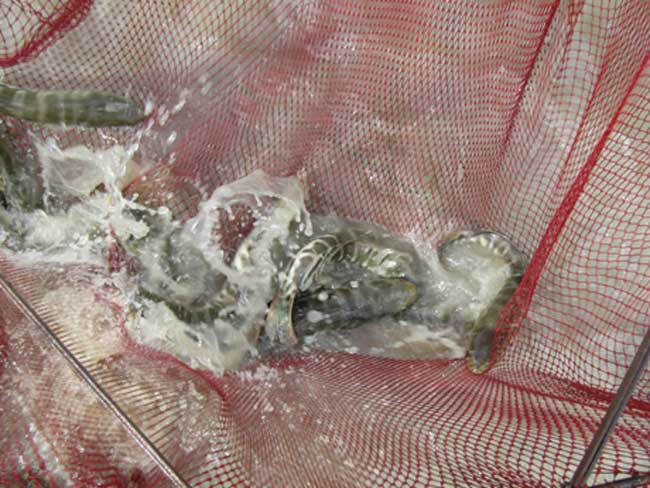 Nuôi cá lóc bông, nhà nông trúng đậm, 6 tháng lãi 250 triệu - 5