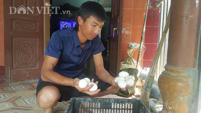 Nuôi đàn gà khổng lồ 1.000 con, 9x lãi 300 triệu đồng/năm - 4