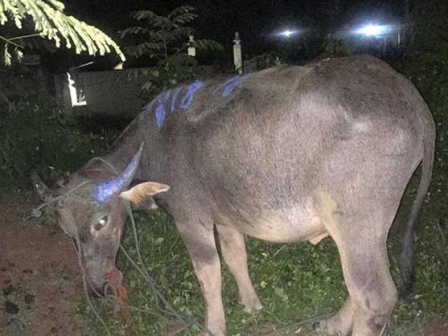 Tin tức trong ngày - Cả làng vây bắt trâu "điên" húc người nhập viện