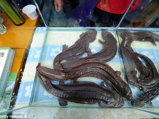 Ẩm thực - Không ngờ loài cá kêu như tiếng khóc trẻ con lại là đặc sản ở Trung Quốc