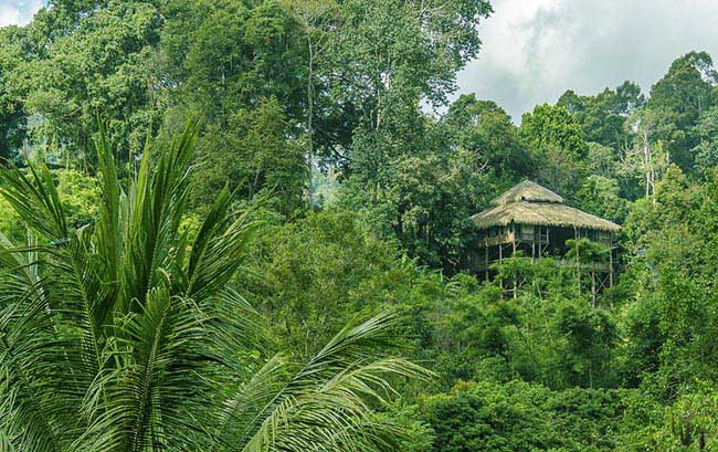 Tận hưởng mùa hè tuyệt vời trên những ngôi nhà trên cây ở Chiang Mai - 1