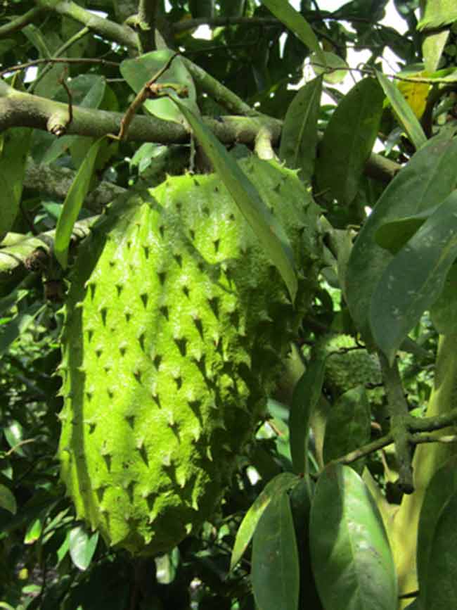 Trồng "cây đổi đời" ra trái bự, cứ 1 công lời gần 30 triệu - 2