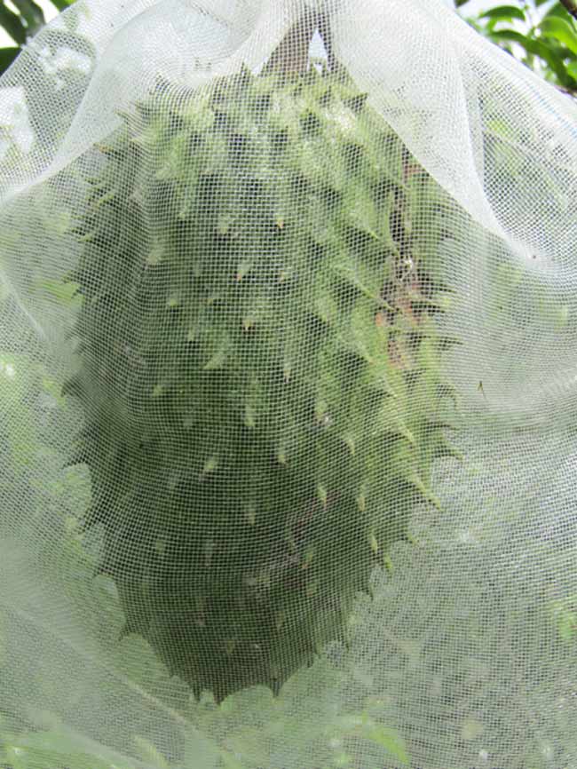 Trồng "cây đổi đời" ra trái bự, cứ 1 công lời gần 30 triệu - 4