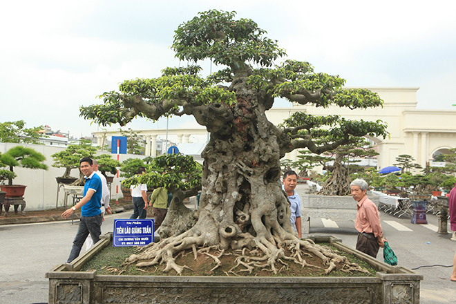 Ngọn cây sanh &#34;tiên lão giáng trần&#34; gây sửng sốt giới chơi cây - 1