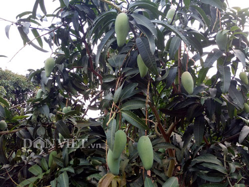 Chán ngô, trồng 3 loài cây trong 1 vườn, bỏ túi 100 triệu/năm - 3