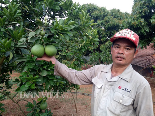 Chán ngô, trồng 3 loài cây trong 1 vườn, bỏ túi 100 triệu/năm - 4