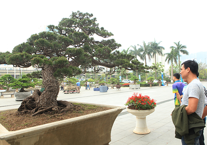 Cây thông đen da báo được mệnh danh "vua bonsai" đã có mặt ở Thủ đô - 2