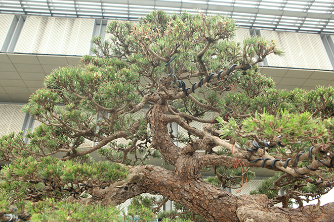 Cây thông đen da báo được mệnh danh "vua bonsai" đã có mặt ở Thủ đô - 7