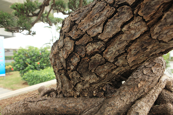 Cây thông đen da báo được mệnh danh "vua bonsai" đã có mặt ở Thủ đô - 6
