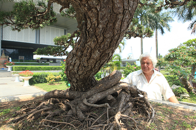Cây thông đen da báo được mệnh danh "vua bonsai" đã có mặt ở Thủ đô - 4