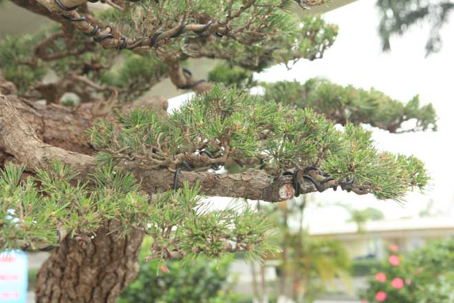 Cây thông đen da báo được mệnh danh "vua bonsai" đã có mặt ở Thủ đô - 9