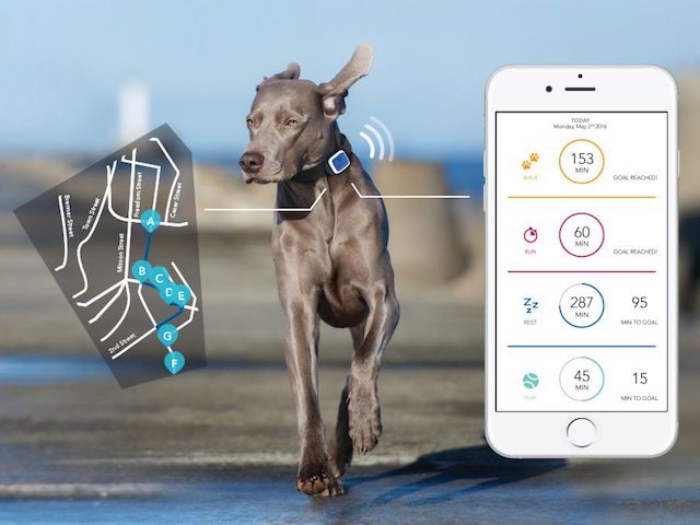 Công nghệ thông tin - Đây là lý do khiến cún cưng "nhà giàu" có thể bị mất trộm bất kỳ lúc nào