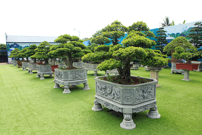 Bộ sưu tập nguyệt quế độc nhất vô nhị của đại gia Thái Nguyên - 1