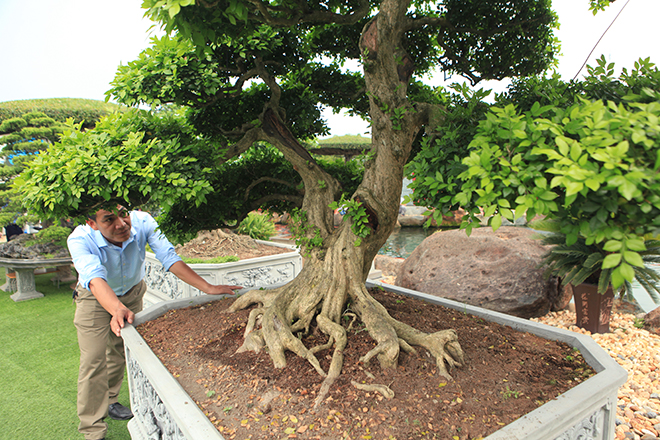 Bộ sưu tập nguyệt quế độc nhất vô nhị của đại gia Thái Nguyên - 4