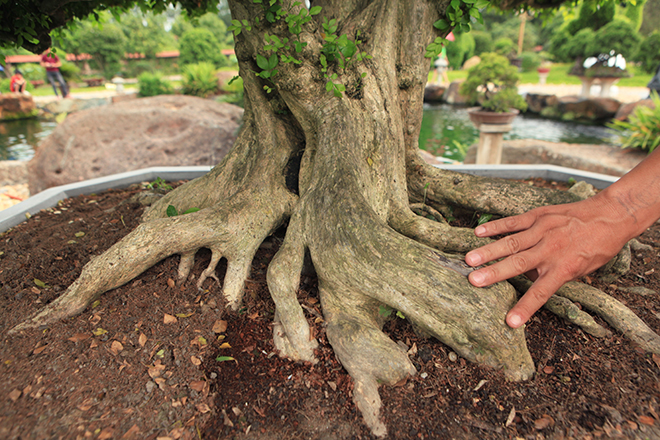 Bộ sưu tập nguyệt quế độc nhất vô nhị của đại gia Thái Nguyên - 5