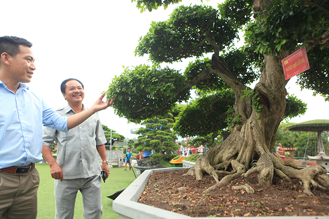 Bộ sưu tập nguyệt quế độc nhất vô nhị của đại gia Thái Nguyên - 6